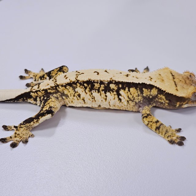 트라이 익스트림할리퀸 화이트스팟