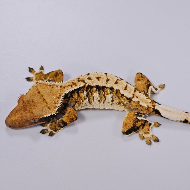 트라이 익스트림할리퀸 텐저린