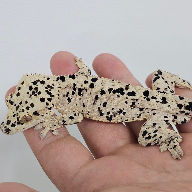 달마시안 슈퍼달마시안