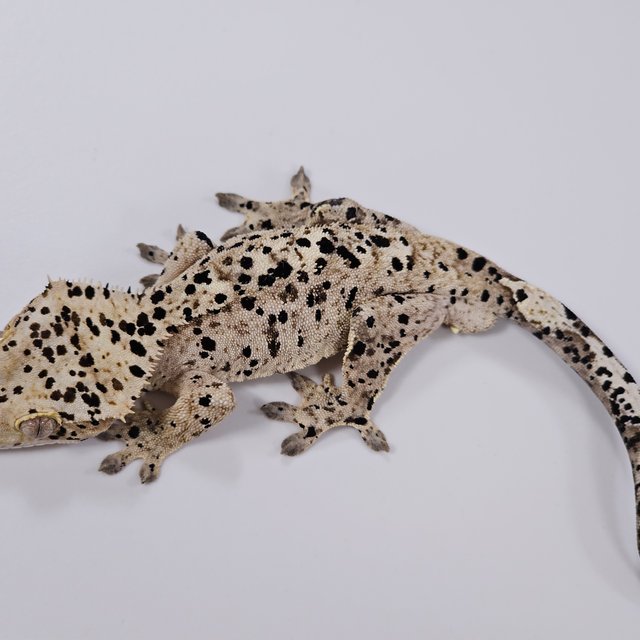 달마시안 슈퍼달마시안