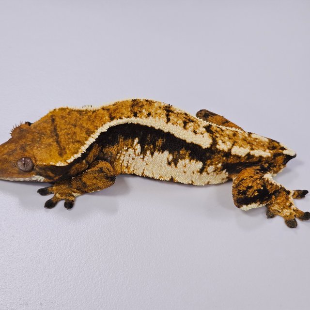 트라이 익스트림할리퀸 텐저린