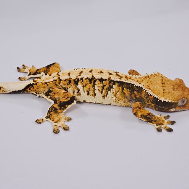 트라이 익스트림할리퀸 텐저린