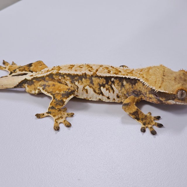 트라이 익스트림할리퀸