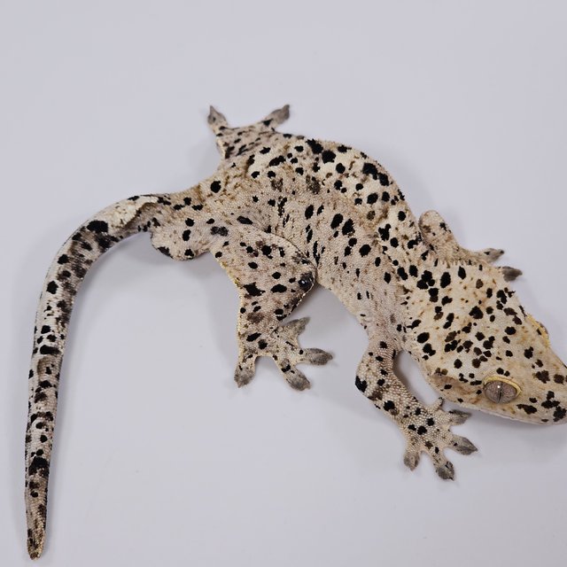 달마시안 슈퍼달마시안