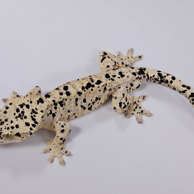 달마시안 슈퍼달마시안