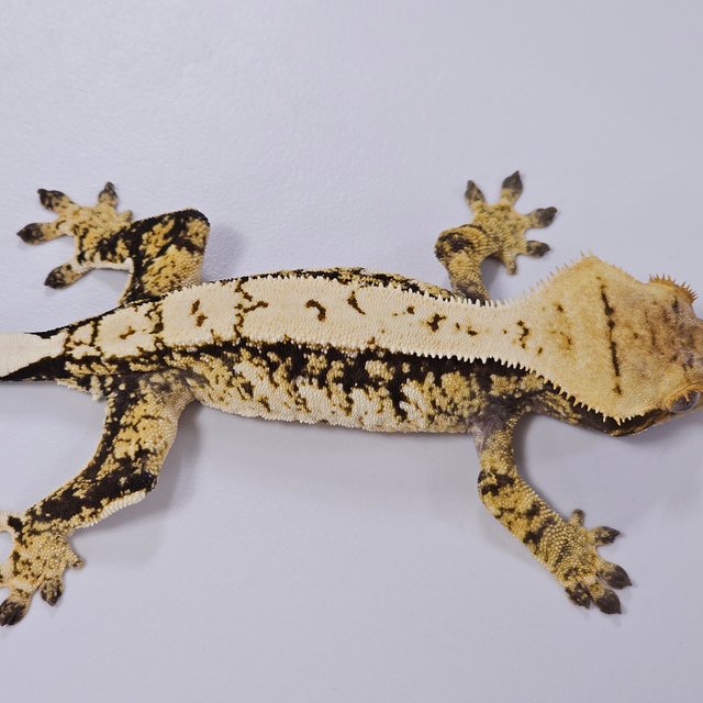 트라이 익스트림할리퀸 화이트스팟