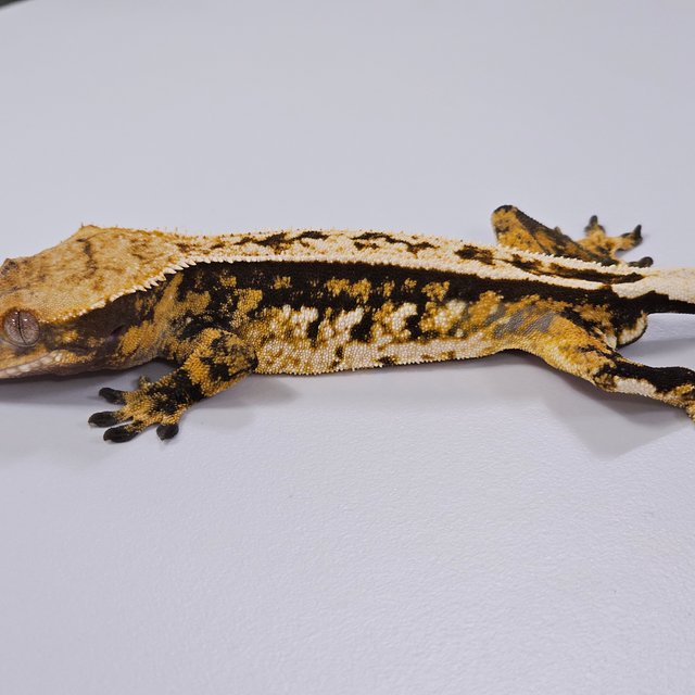 트라이 익스트림할리퀸 쿼드