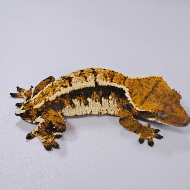 트라이 익스트림할리퀸 텐저린