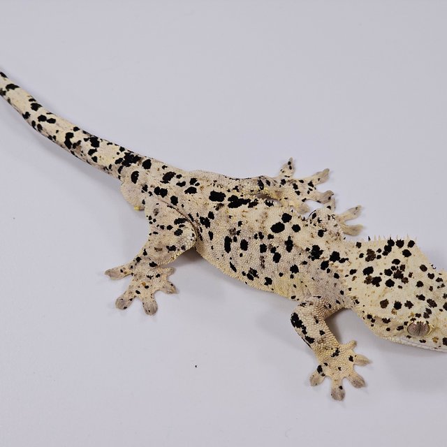 달마시안 슈퍼달마시안