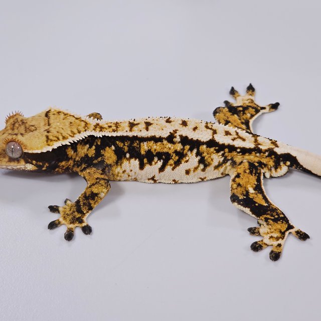 트라이 익스트림할리퀸