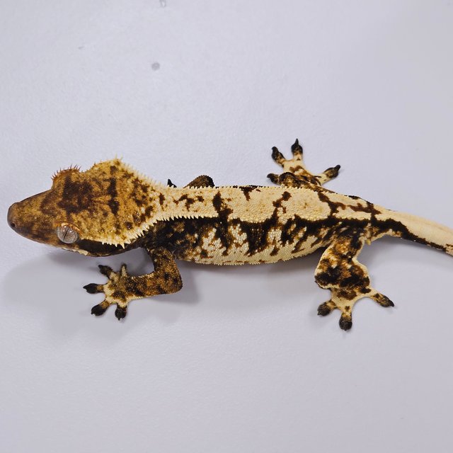 트라이 익스트림할리퀸