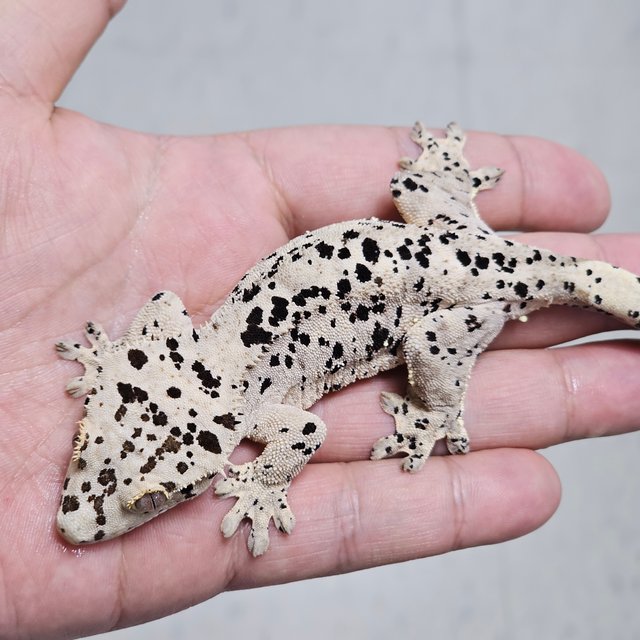 달마시안 슈퍼달마시안