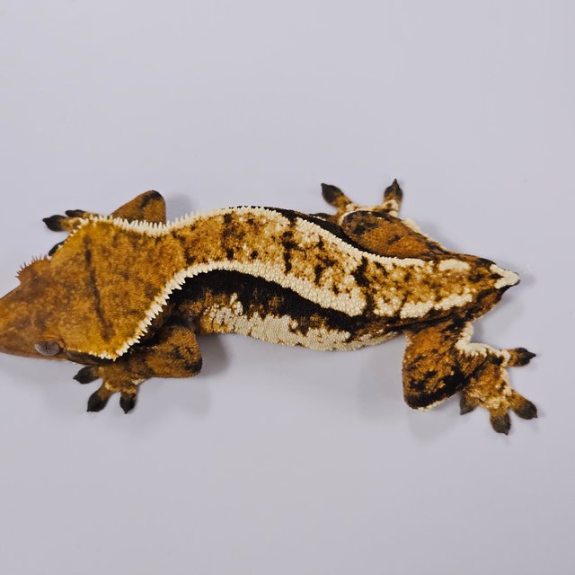 트라이 익스트림할리퀸 텐저린