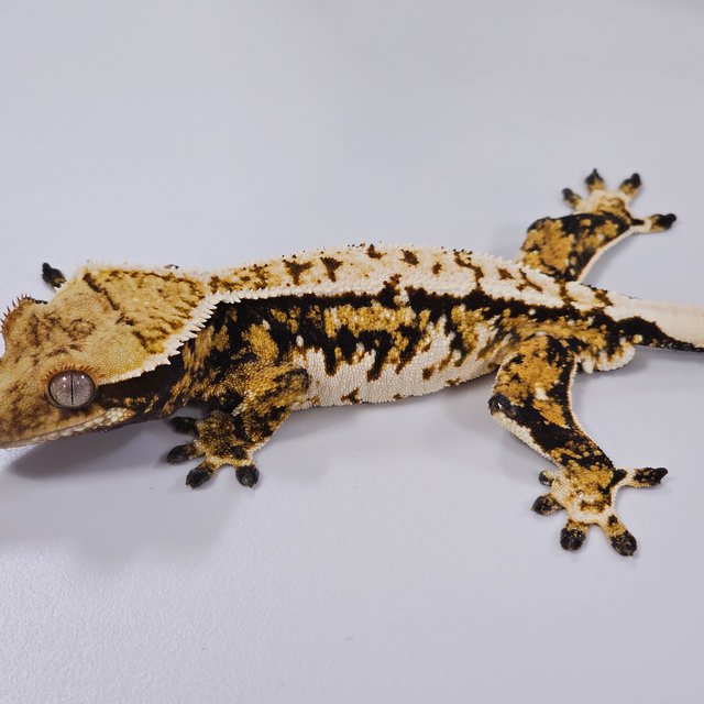 트라이 익스트림할리퀸