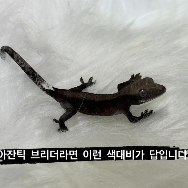 아잔틱 패턴리스