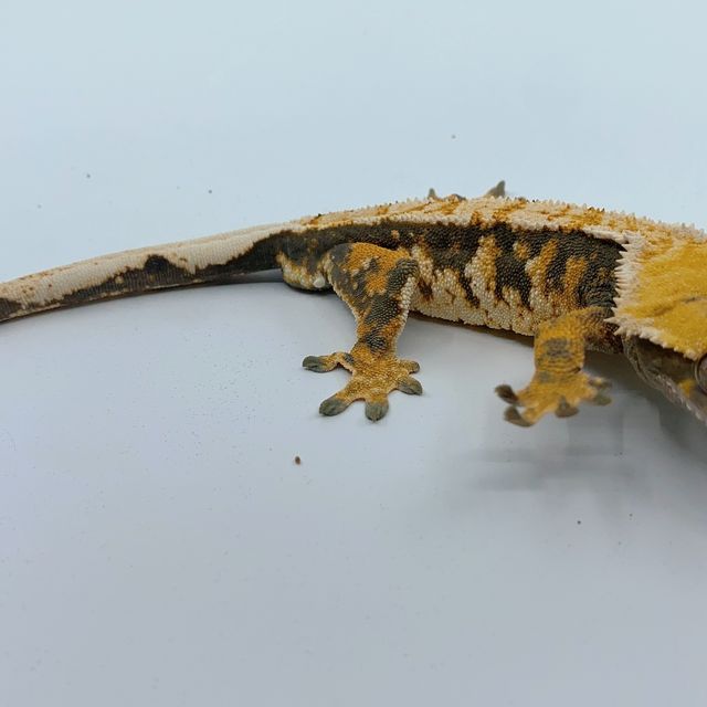바브 트라이 익스트림할리퀸