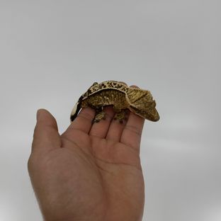 햇님