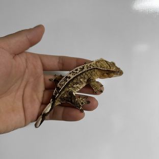 햇님