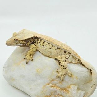 나딘