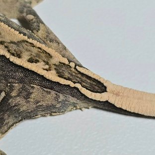 노멀 쿼드 핀스트라이프