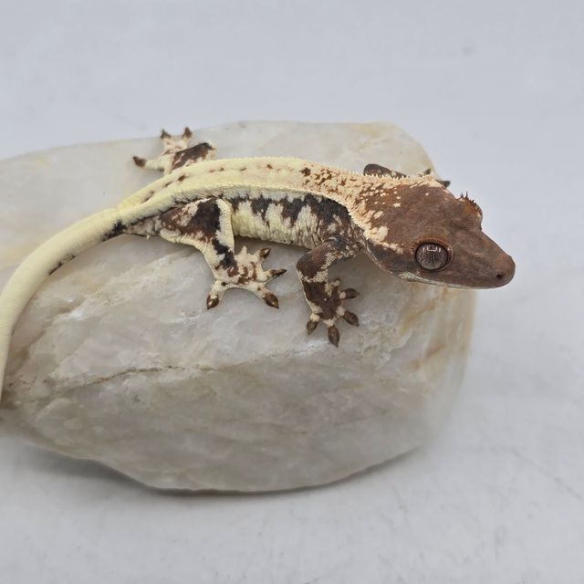 프라푸치노