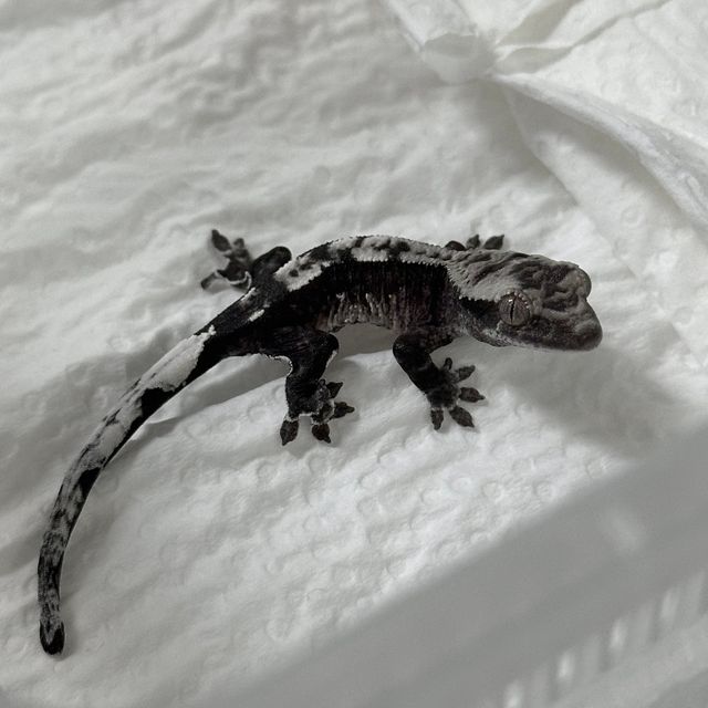 아잔틱