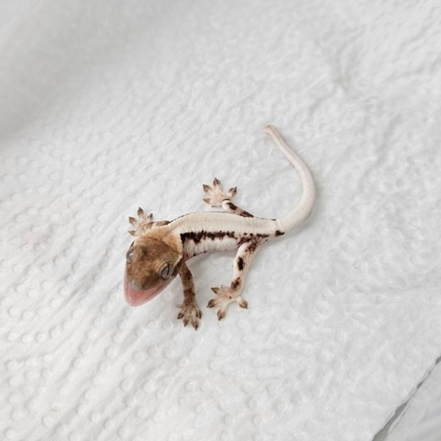 세이블