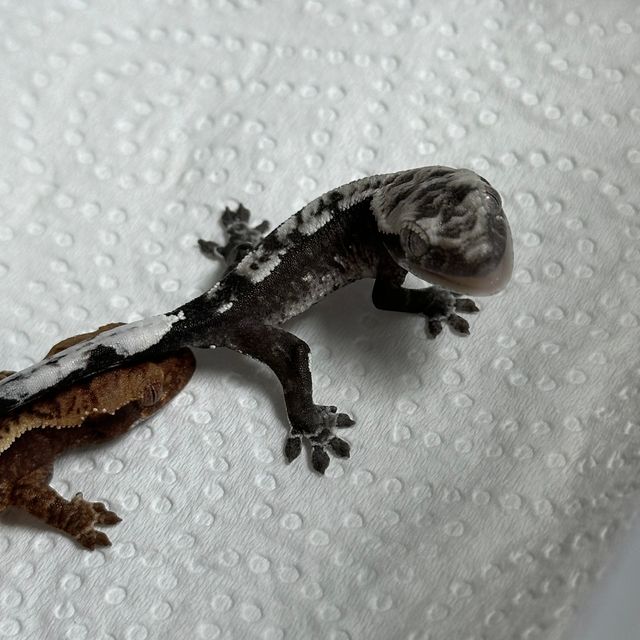 아잔틱