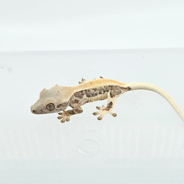 릴리화이트 레이지 판다