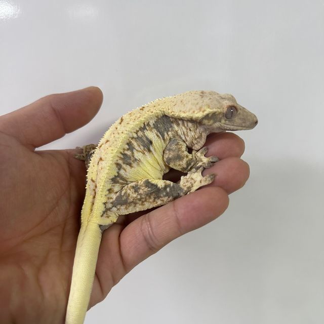 트라이 릴리화이트