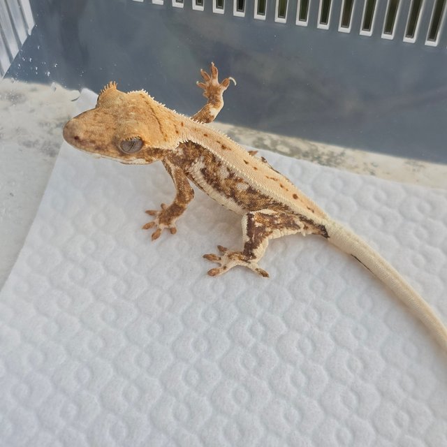 크림 릴리화이트