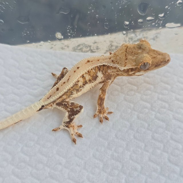 크림 릴리화이트