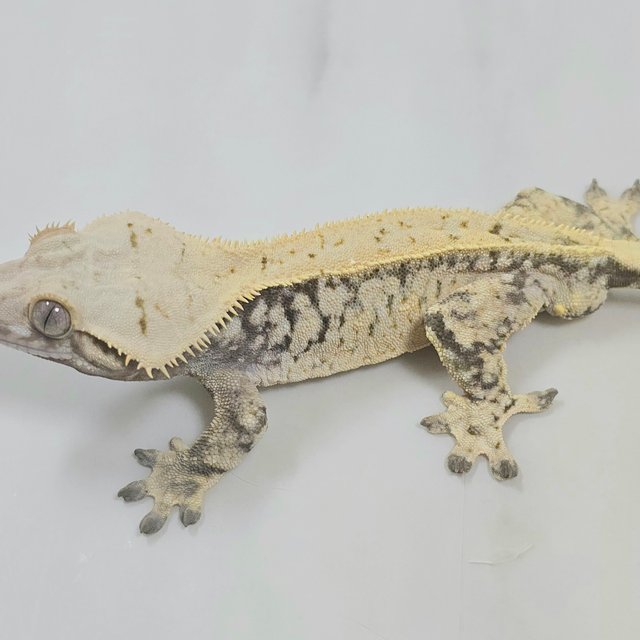 노멀 쿼드 드리피 화이트스팟 트라이