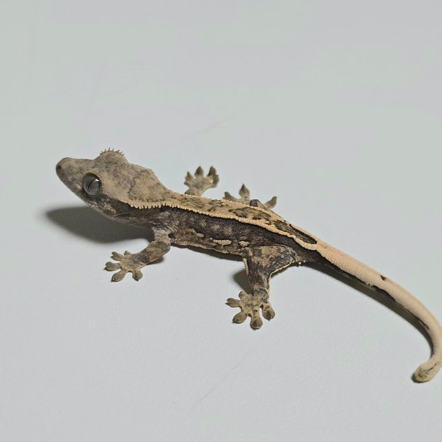 노멀 쿼드 핀스트라이프