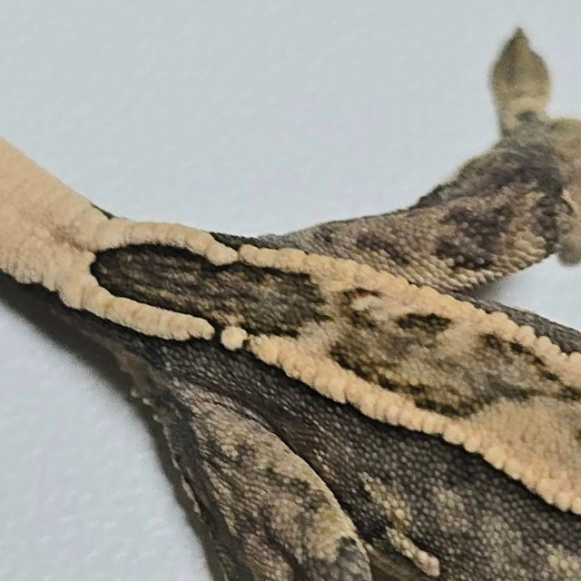 노멀 쿼드 핀스트라이프