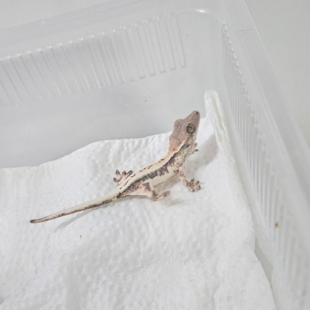 세이블