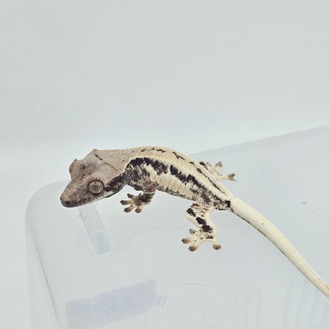프라푸치노