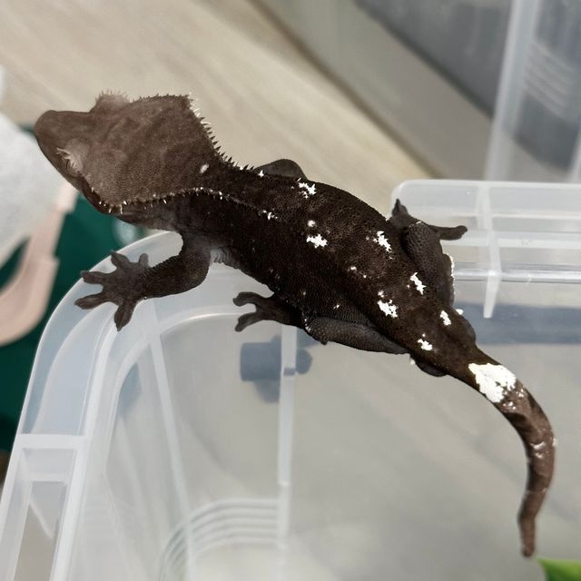 아잔틱