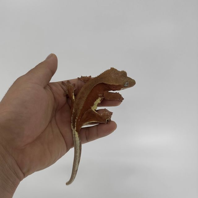 레드 팬텀 릴리화이트