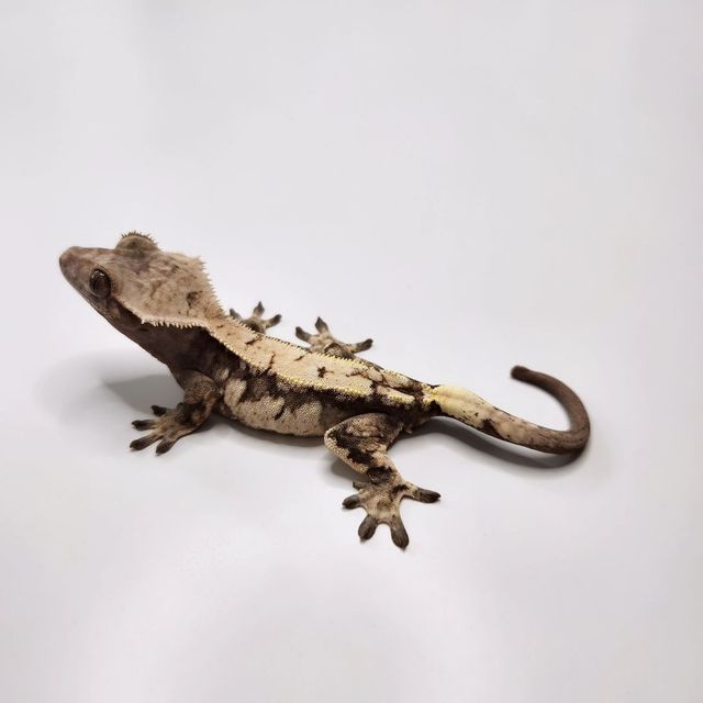 세이블