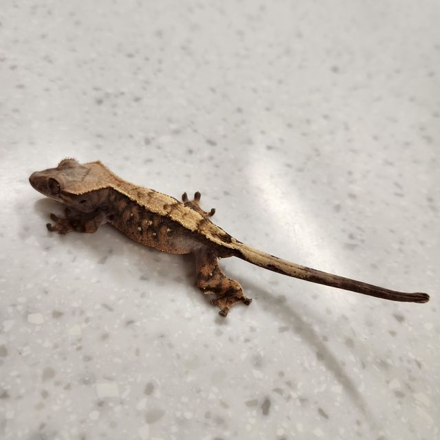 세이블