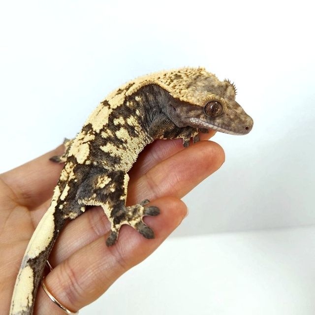 세이블