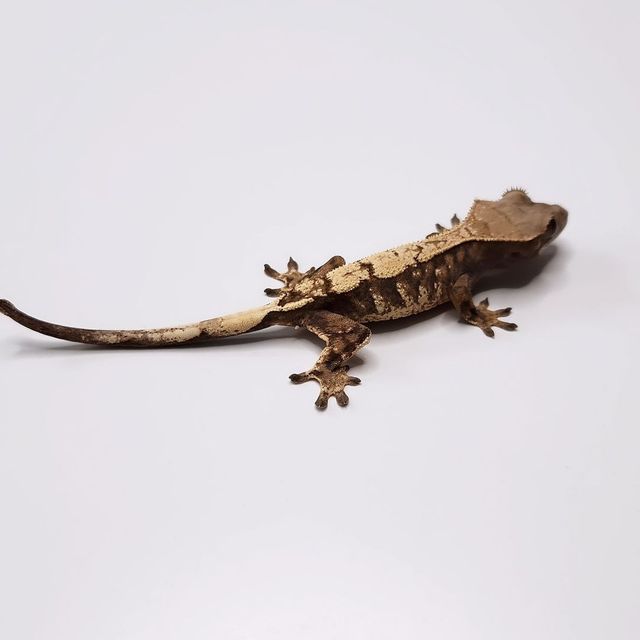 세이블