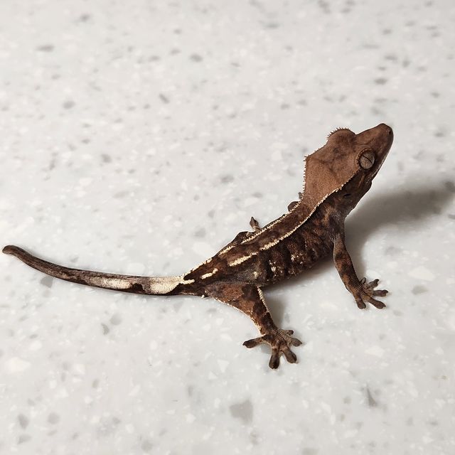 세이블