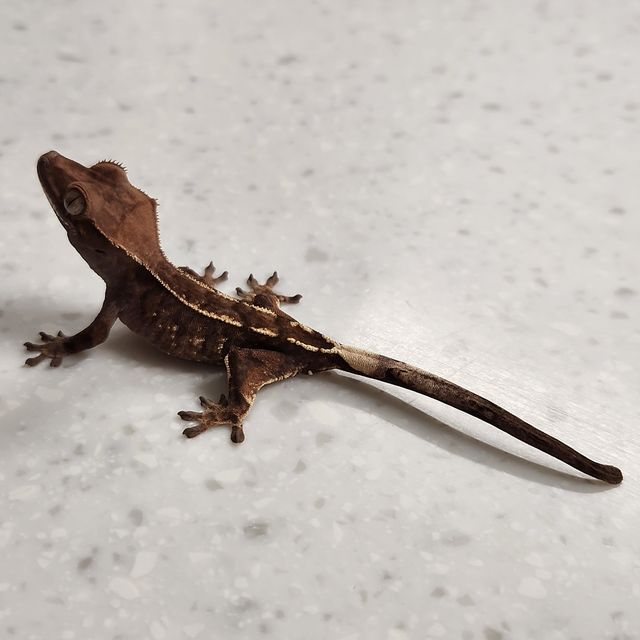 세이블