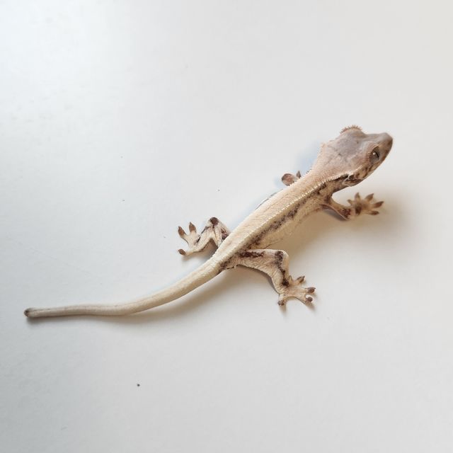 릴리 세이블