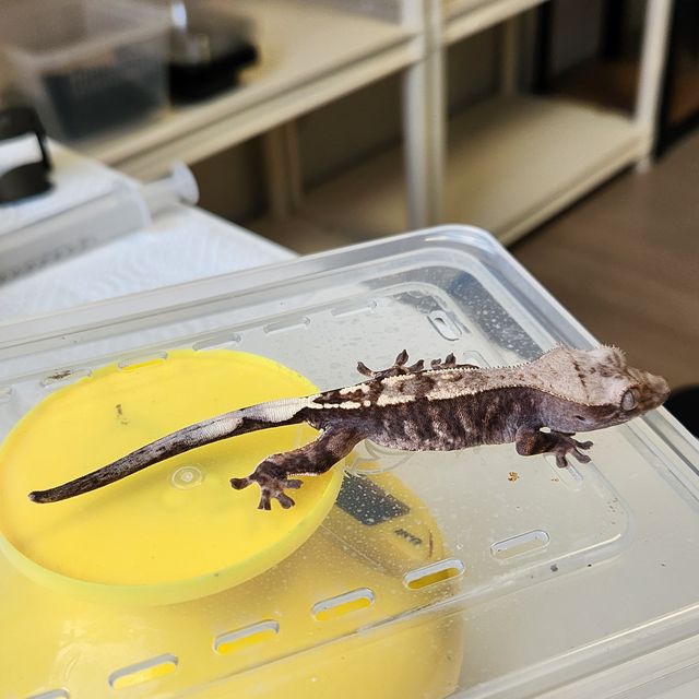 카푸치노