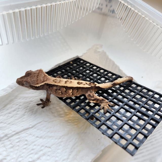 세이블