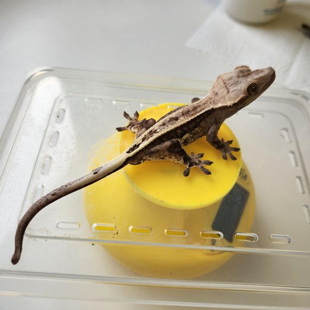 세이블