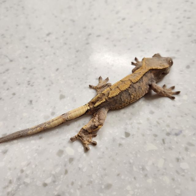 세이블
